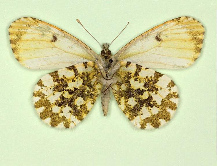 Anthocharis cardamines male (aberrant form aureoflavescens, verso) (Internet Image property of respective owner, non-commercial use only)